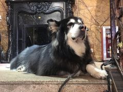 -more than meow吴止猫主题餐厅(承德 中船汇店)