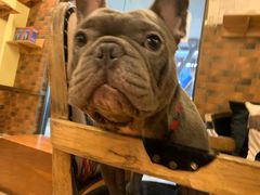 -more than meow吴止猫主题餐厅(承德 中船汇店)