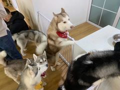 -Husky Go! 哈士奇体验馆·宠物咖啡厅狗咖