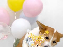 -汪说喵讲宠物乐园宠物酒店(红星美凯龙店)