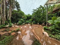 -海南热带野生动植物园