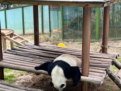 -栾川竹海野生动物园