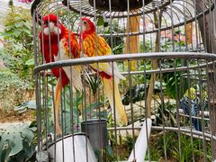 -南宫五洲植物乐园