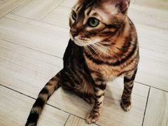 -安格丽娜·狗咖·猫咖羊驼咖(春熙路百盛商场店)