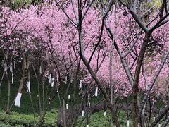 -重庆彩云湖湿地公园