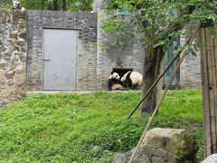 -都江堰中华大熊猫苑