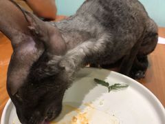 -猫小院猫主题餐厅(三里屯店)