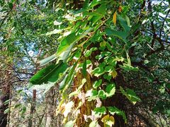 -黑龙江省森林植物园