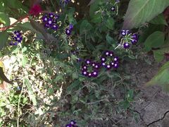 -北纬44度·金珠花海休闲农业旅游景区