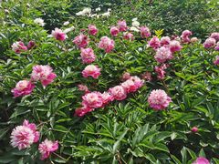 -陕西省西安植物园