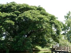 -中国科学院西双版纳热带植物园