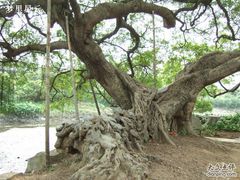-小洲村