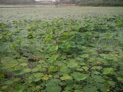 -丁香湖公园