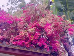 -深圳国际园林花卉博览园