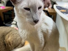 -猫小院猫主题餐厅(南锣旗舰店)