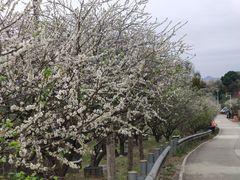 -广州市流溪河国家森林公园