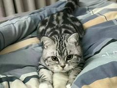 -安安宠医·健平宠物医院犬猫内科·骨科诊疗中心