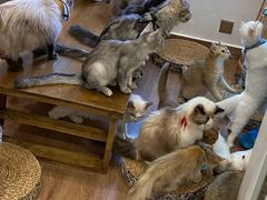 -楼上猫咖(罗湖店)