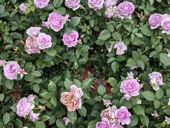 -人民公园(罗湖区)