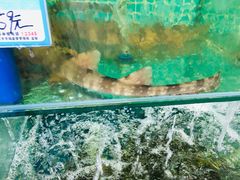-三亚相缘海鲜·烧烤·糟粕醋(三亚湾店)