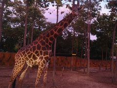 -清迈夜间动物园