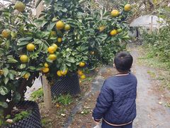 -前小桔亲子创意农场·草莓采摘·露营烧烤