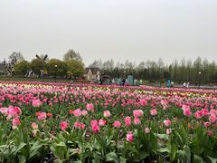 -荷兰花海
