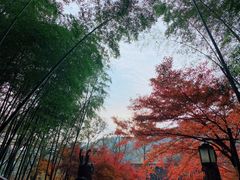 -云栖竹径