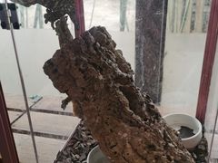 -春晖园度假酒店温泉