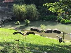 -吉隆坡雀鸟公园