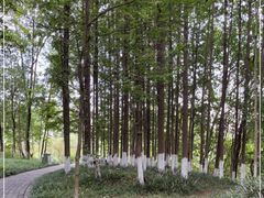 -桤木河湿地公园