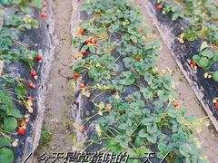 -小鱼草莓采摘园农家乐·小鱼餐厅