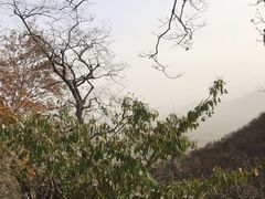 -北京鹫峰国家森林公园
