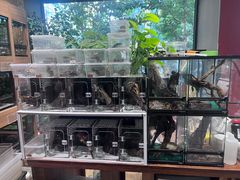-酷以爬仙阁实体爬宠店·守宫·蜥蜴·专业繁育