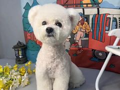 -BABIT巴比特宠物(MOMOPARK店)