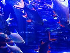 -成都浩海立方海洋公园