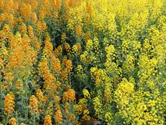 -中国天府农业博览园