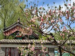 -莲花池公园