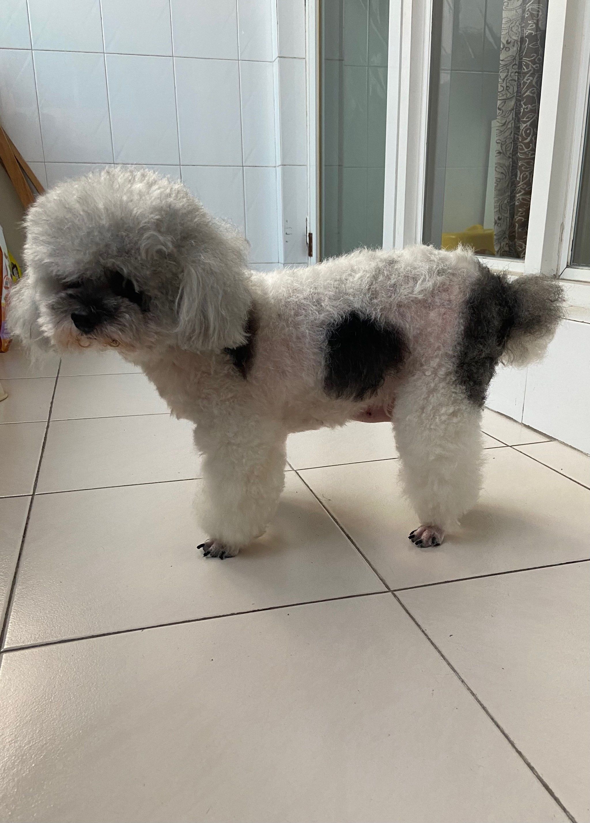 认养花贵宾犬一只