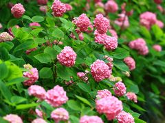 -上海滨江森林公园