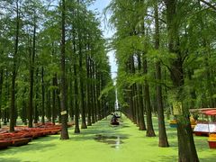 -渌洋湖湿地公园