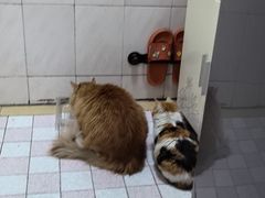 -天使宠物医院·犬猫分诊(彩虹店)