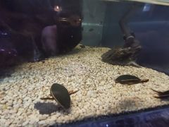-上海大自然野生昆虫馆(东方明珠·爬宠昆虫探索中心)