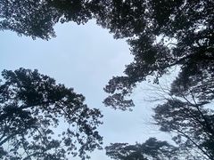 -黄埔油麻山森林公园