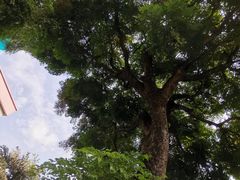 -碧江金楼