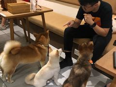-柴务处·柴犬主题狗咖