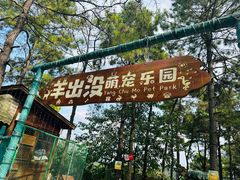 -大塘金香草谷
