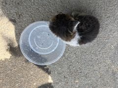 -宠爱国际动物医院· 猫科· 外科·中兽医(长白店)