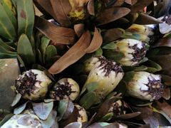 -三圣花乡旅游区