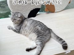 -猫咪派对(江南西店)